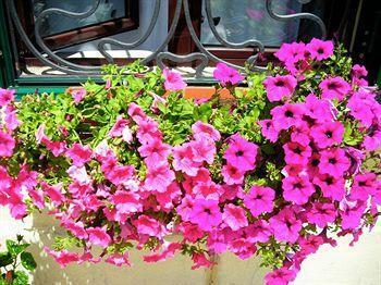 Bed & Breakfast Cristina Castellina in Chianti